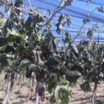 Heladas en San Juan: el Gobierno analiza declarar la emergencia agropecuaria por las fuertes pérdidas en el campo